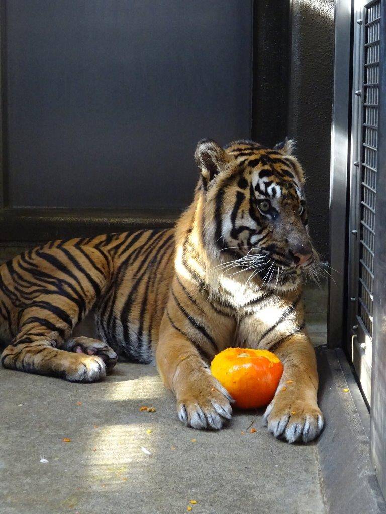 大事そうに両前肢でカボチャを挟むガンター