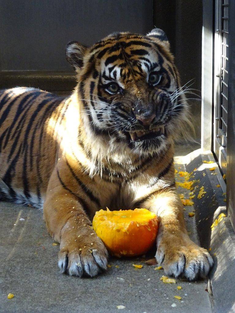 何とも言えない表情をするガンター