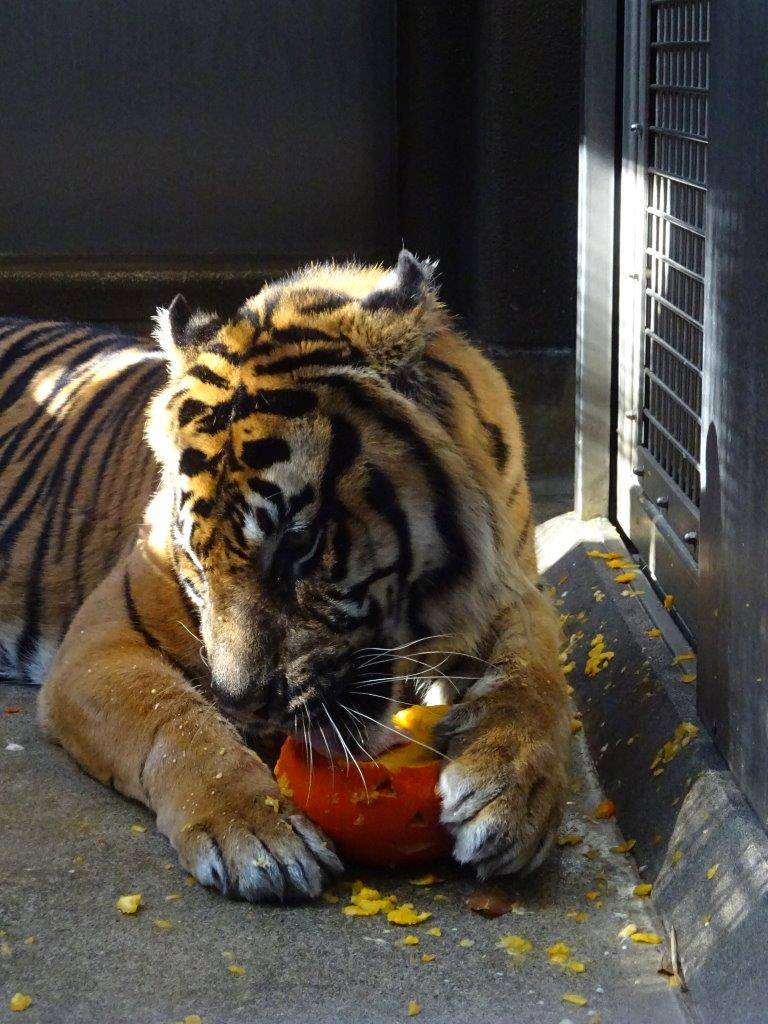 カボチャを舐めるガンター。周りにはカボチャのクズがかなり散らかっている