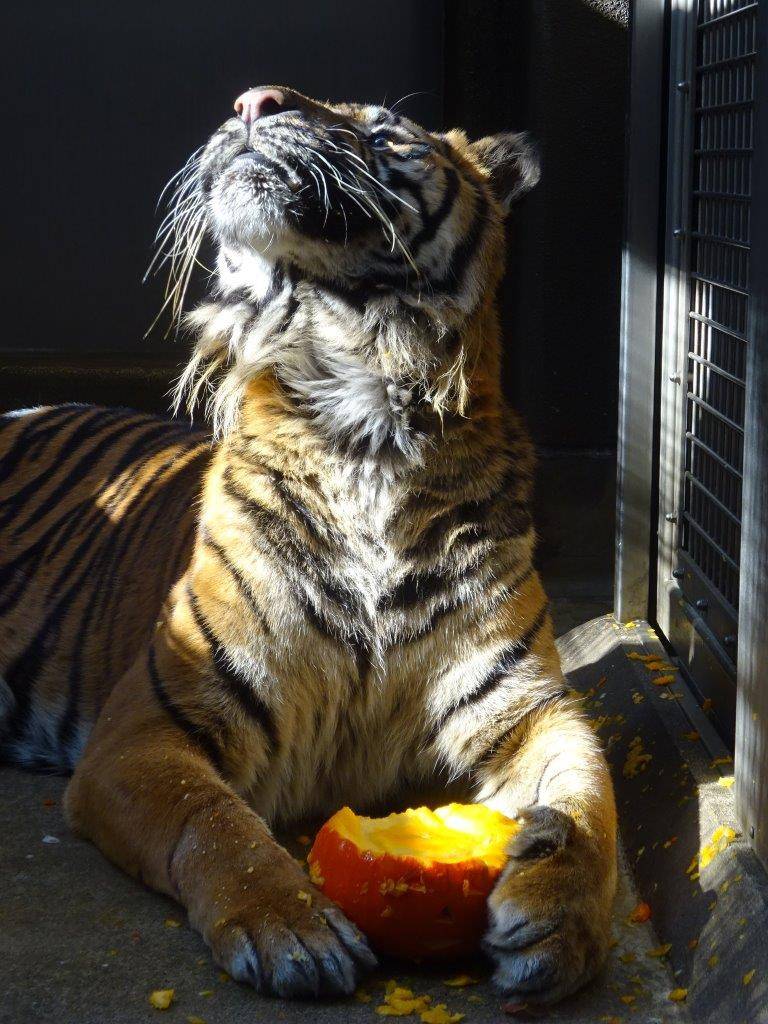 カボチャの上部1/3程度は無くなってきている