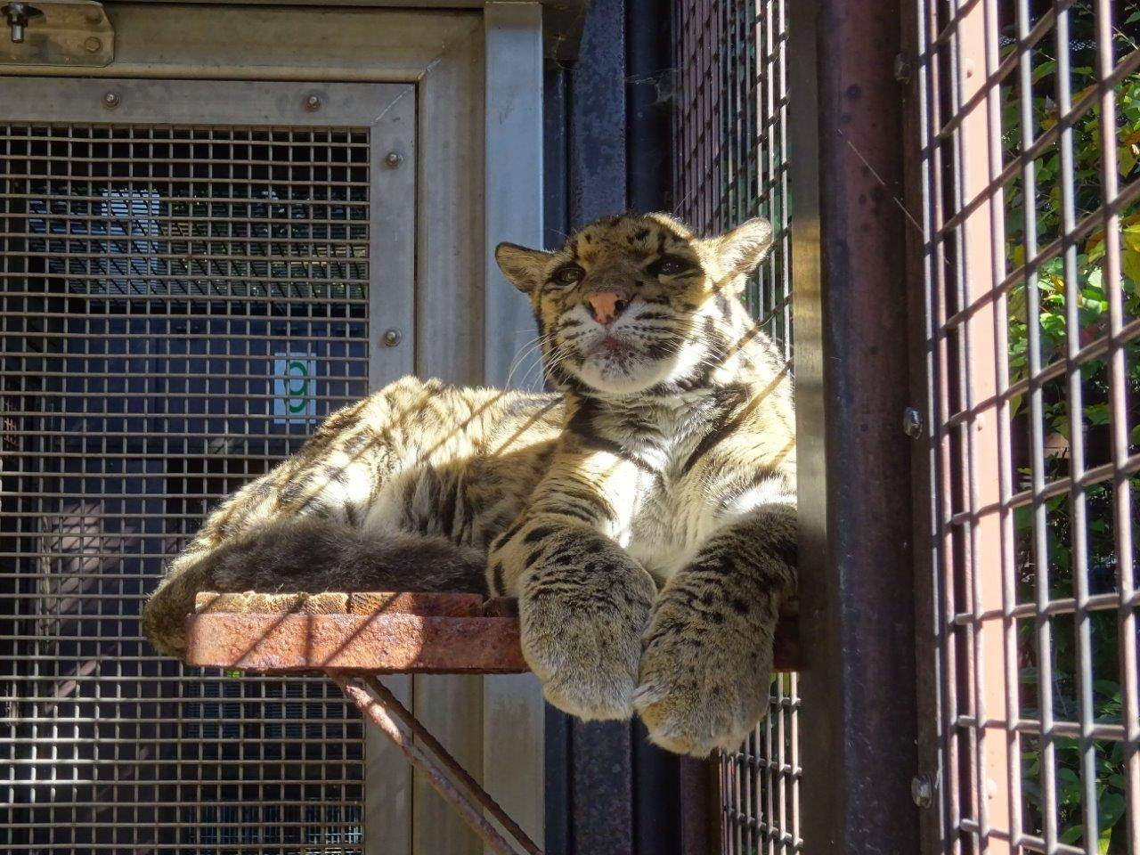 サブ運動場の寝台上の日向で休むアニル