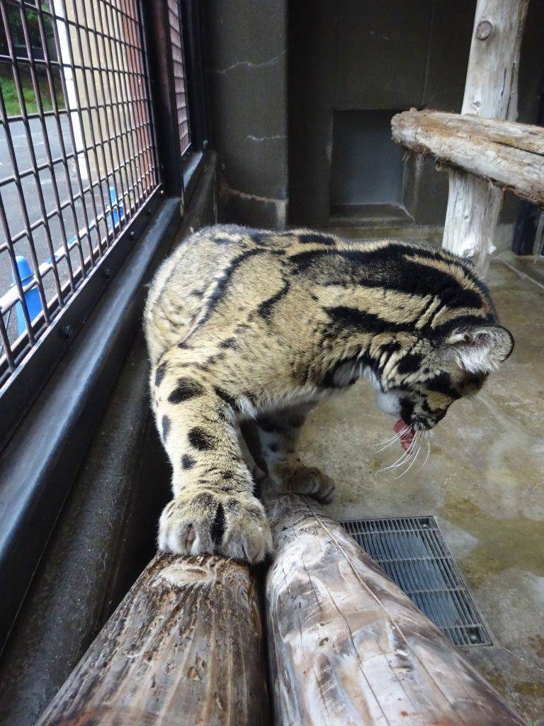 新しく取り付けたスロープを登って来るアニル