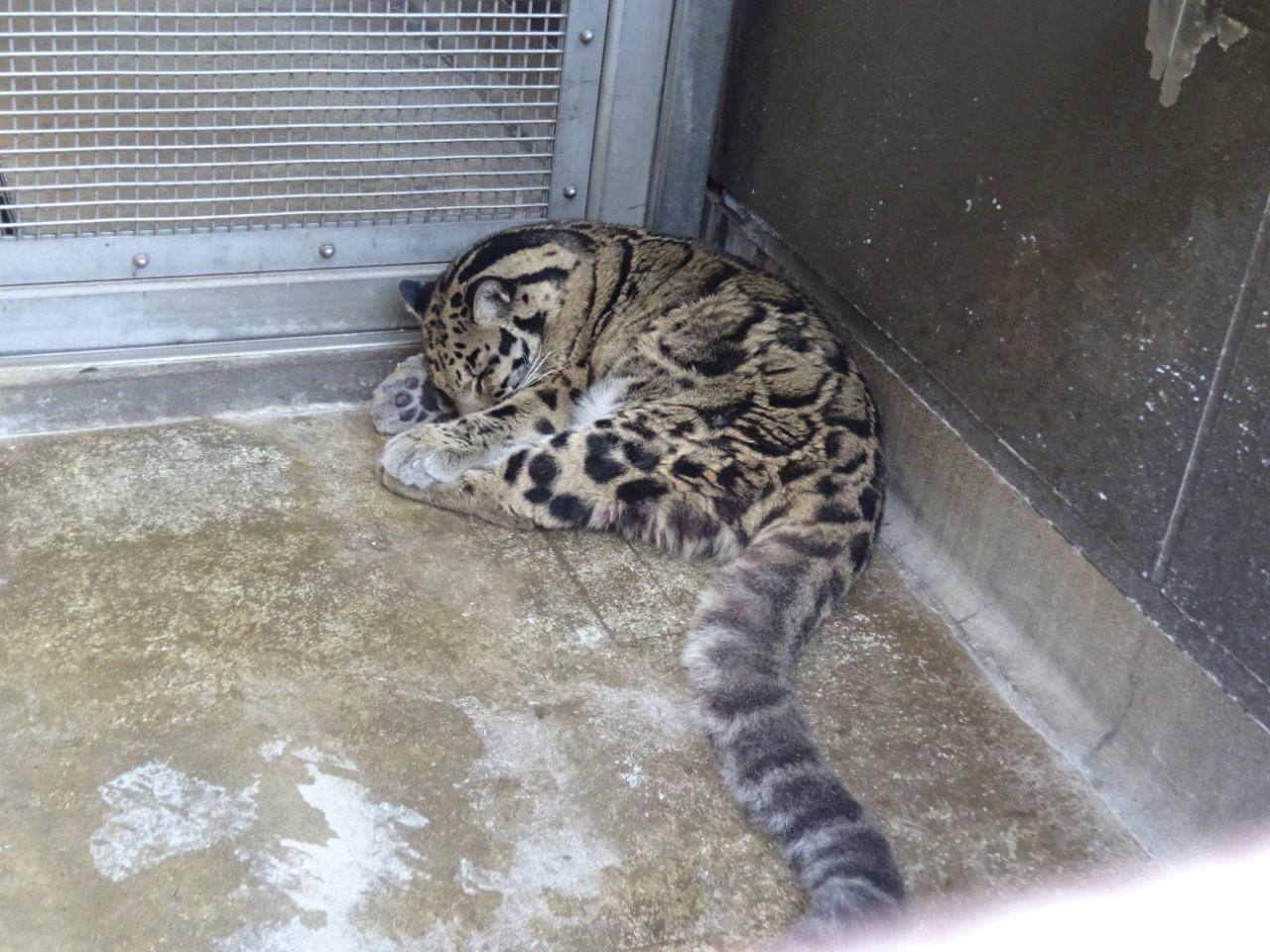 サブ運動場で寝ているアニル