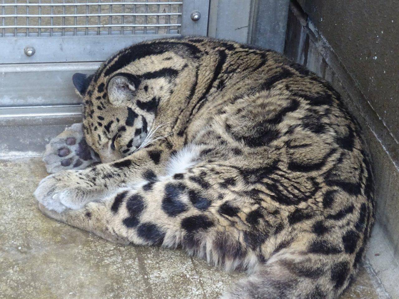 サブ運動場で熟睡するアニル