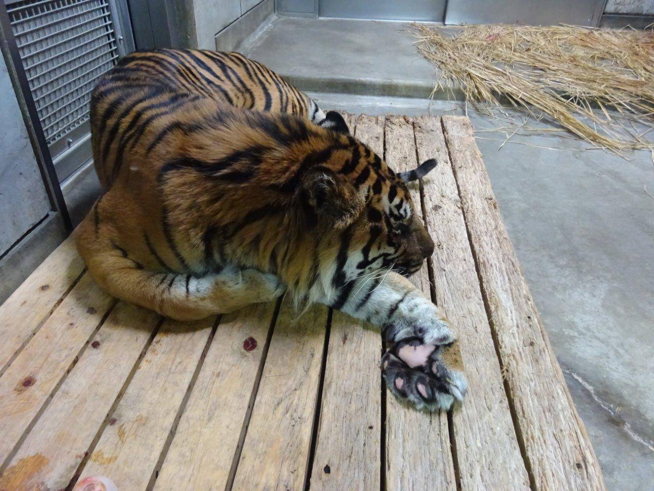 スノコ上で休むガンター