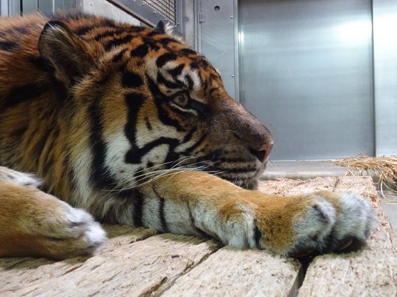 片方の前肢に顎をのせて休むガンター