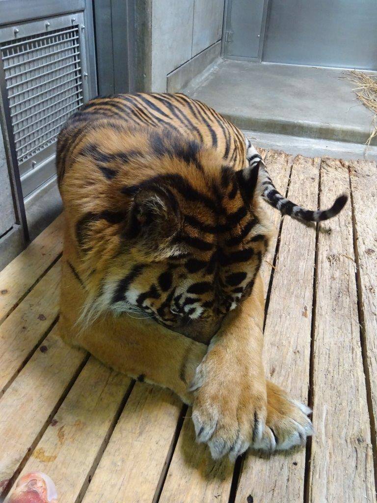 両前肢の中に顔を埋めて休むガンター