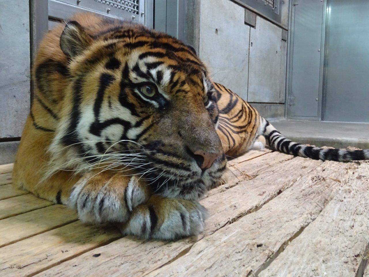 両前肢を交差させ、その上に顎をのせて休むガンター
