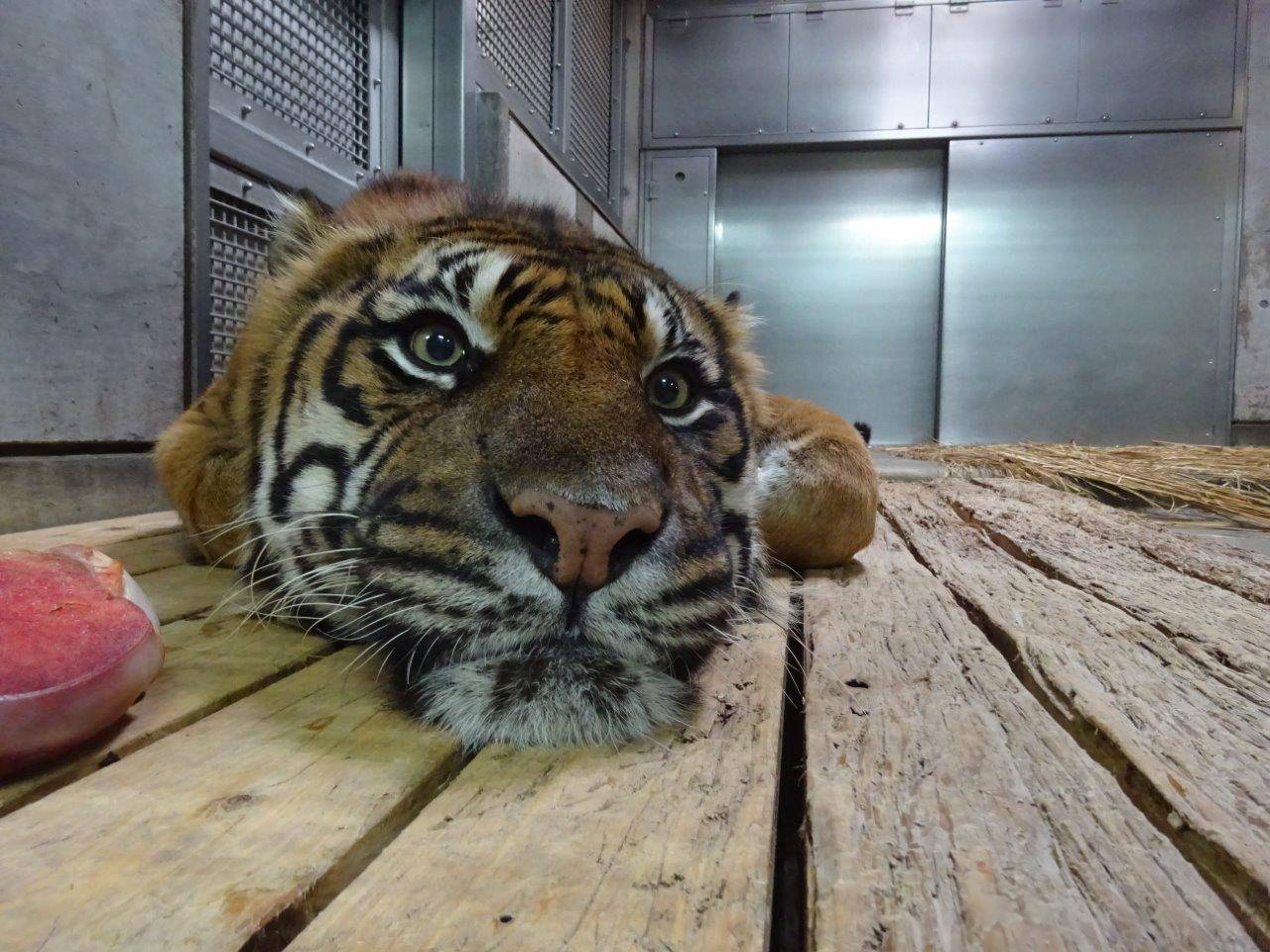 スノコに直接顎を付けて休むガンター