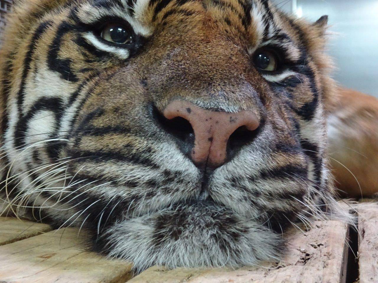 ガンターのドアップ!