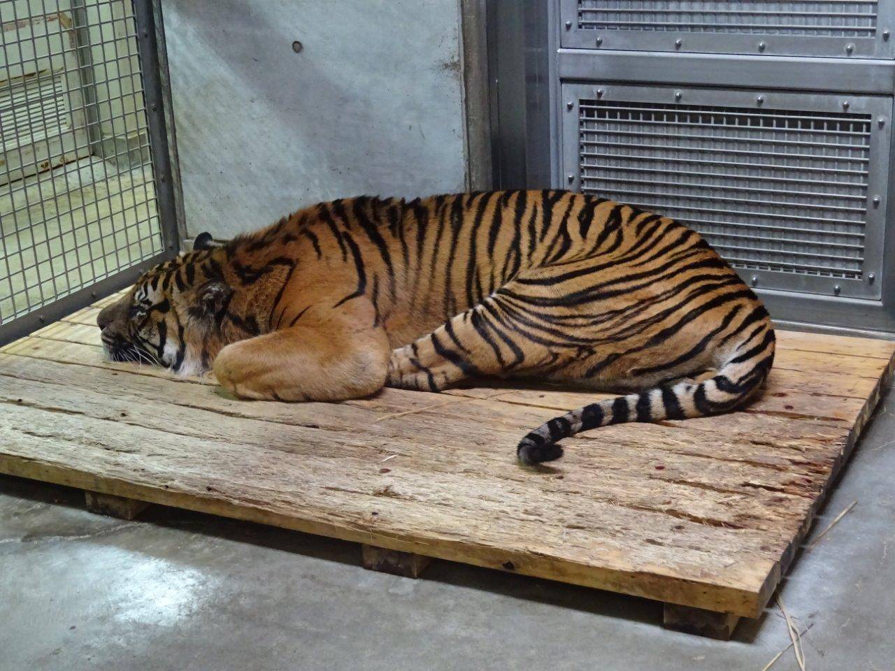 スノコ上でつっぷして休むガンター