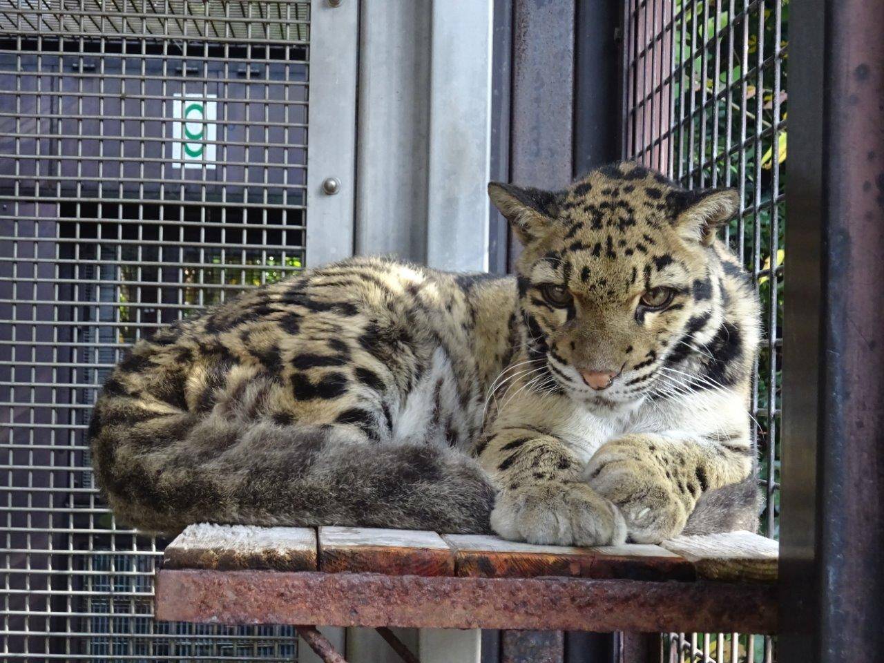 サブ運動場の寝台上で休むアニル