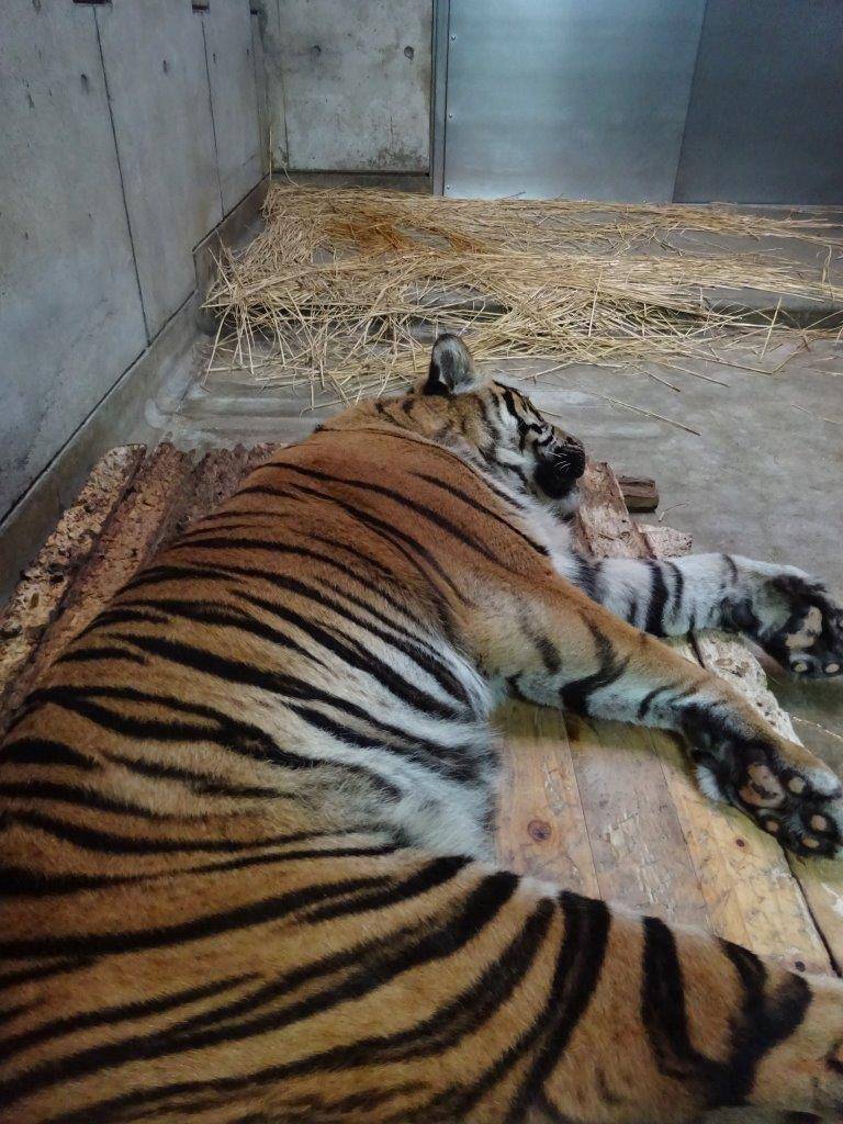 珍しく熟睡中のデル