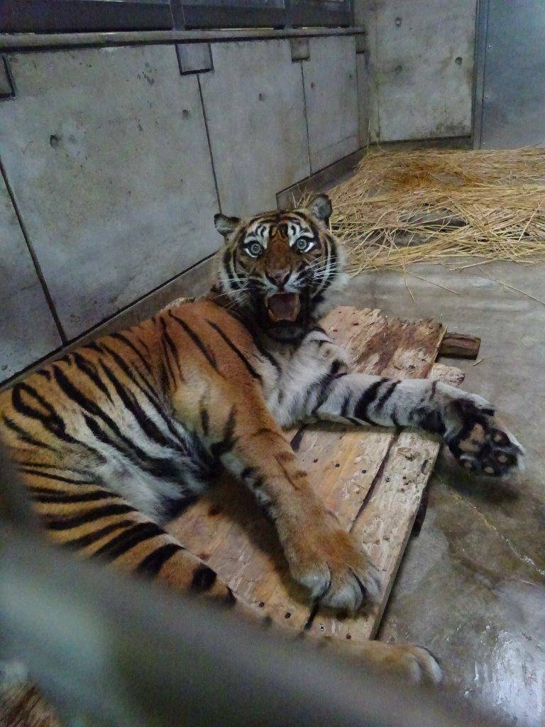 写真を撮られていることに気付いて威嚇するデル