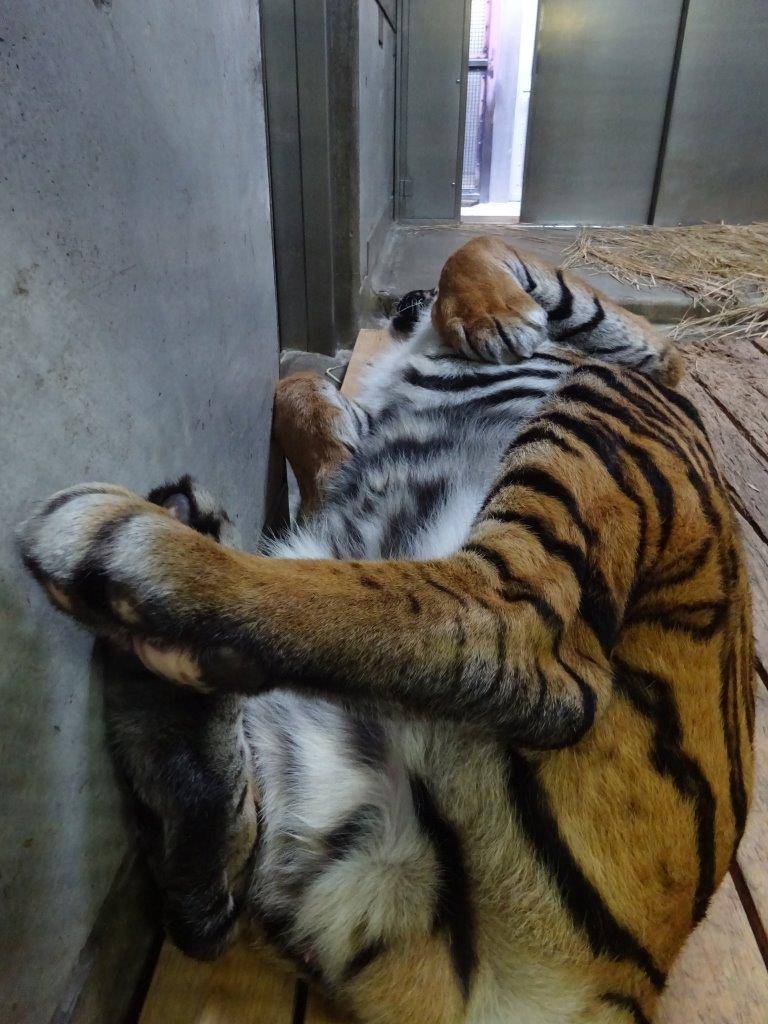 スノコの上で、仰向けに寝ていたガンター