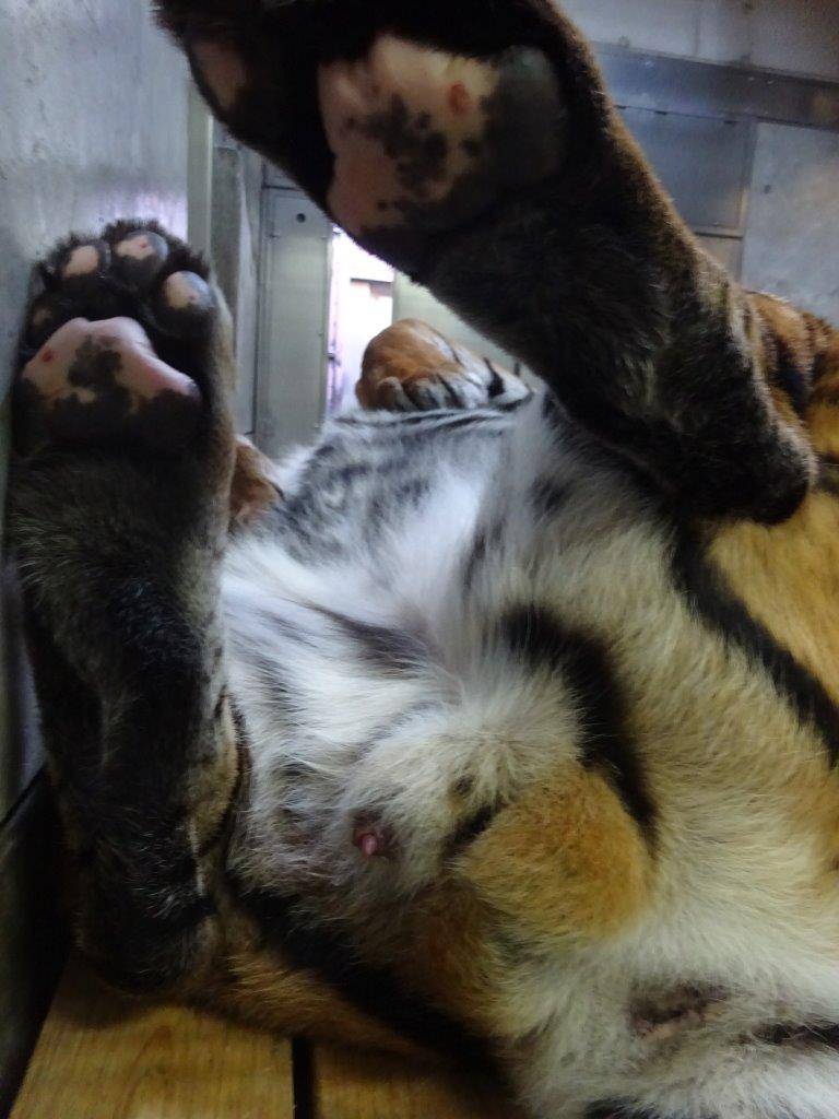 仰向けだと、腹部の体毛が長い事がよく分かります