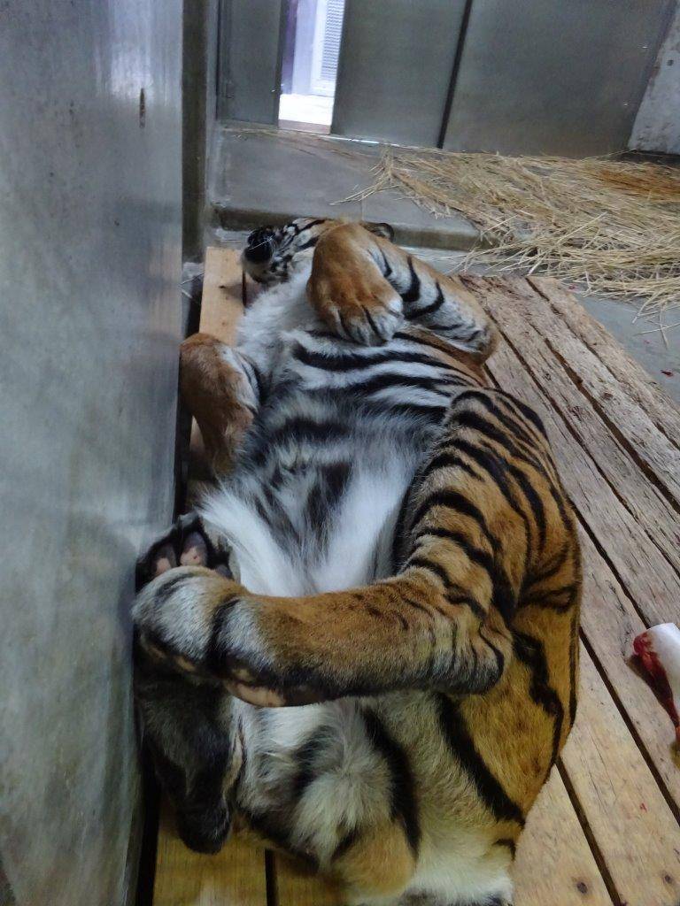 珍しく、朝、仰向けで寝ていたガンター