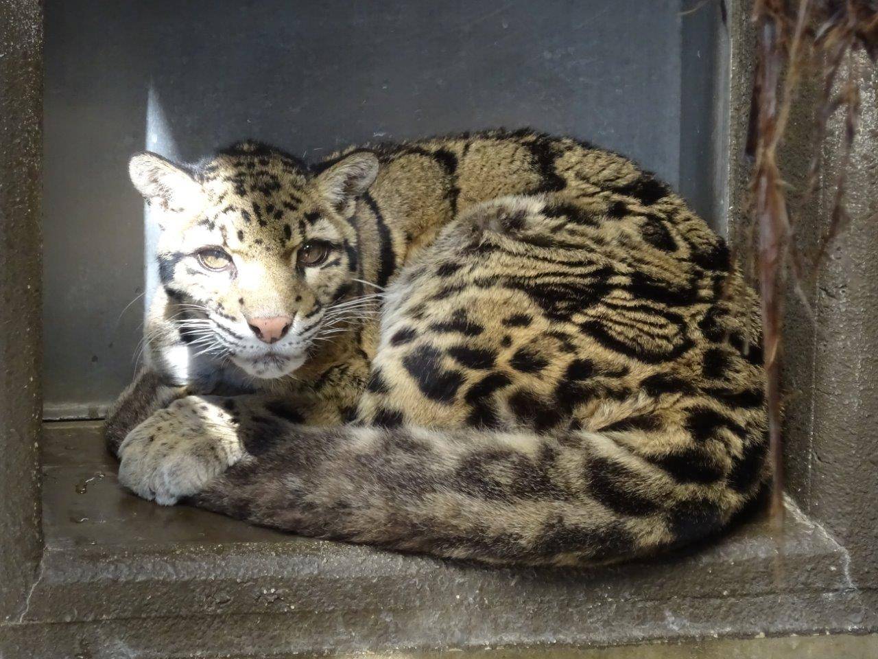 サブ運動場の日向で丸まっているアニル