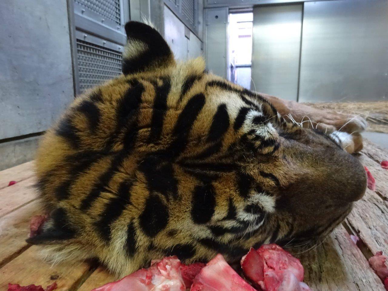 前夜に与えた骨付き肉の骨の側で眠るガンター