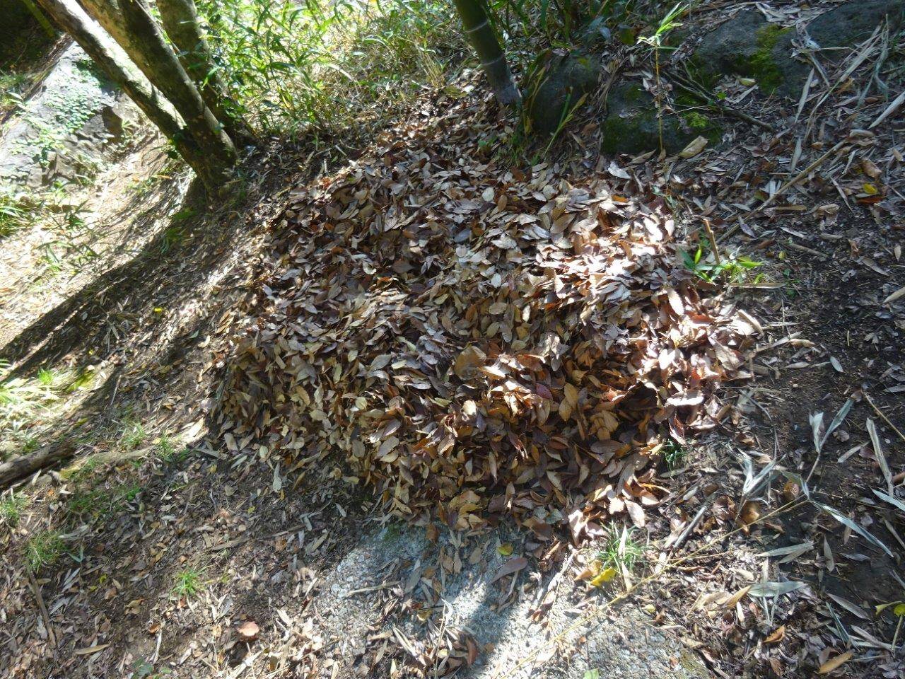 展示場の一角に敷かれた落ち葉