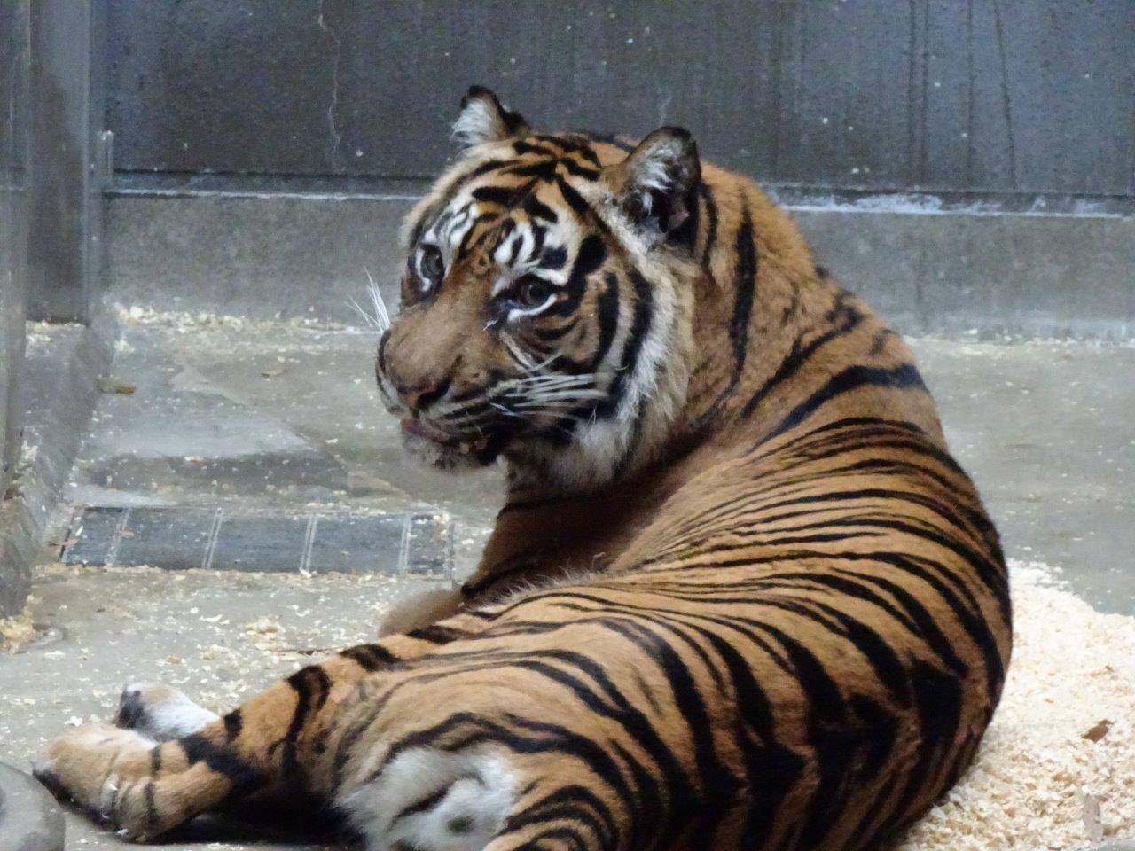 チップの上で休み始めたデル