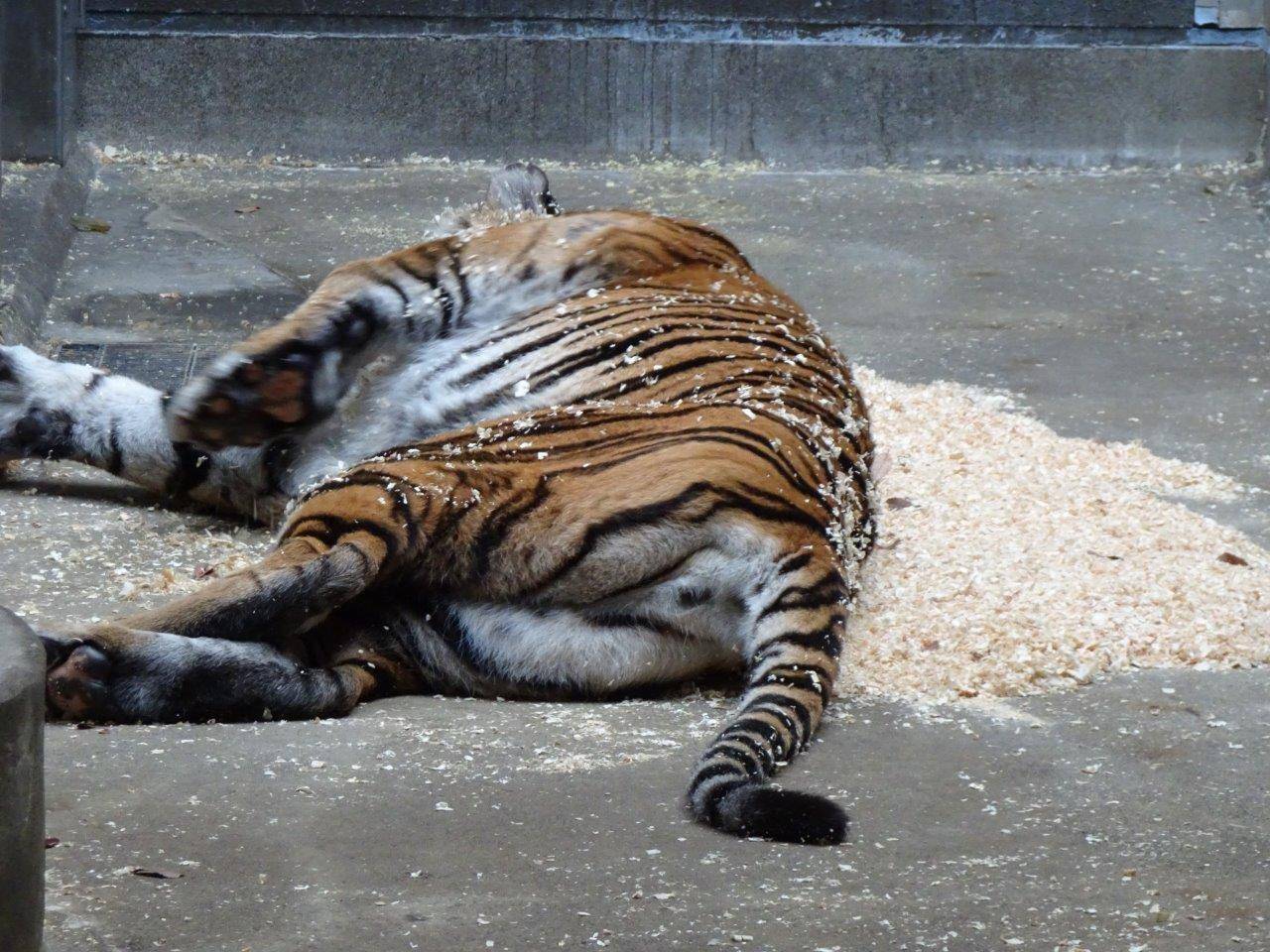 チップの上に寝転ぶデル