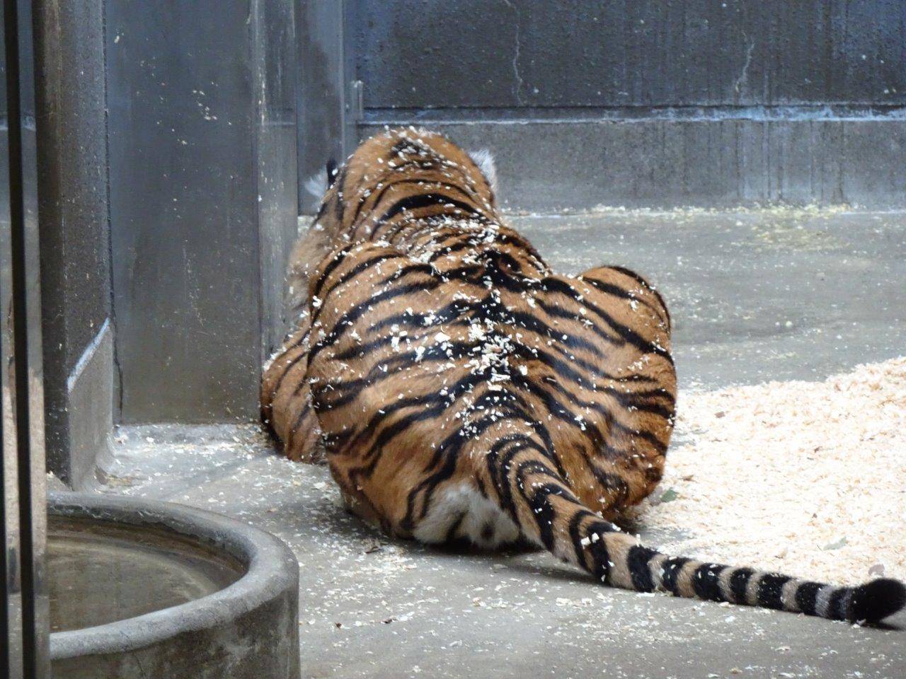 背中から腰にかけて、チップを付けているデル