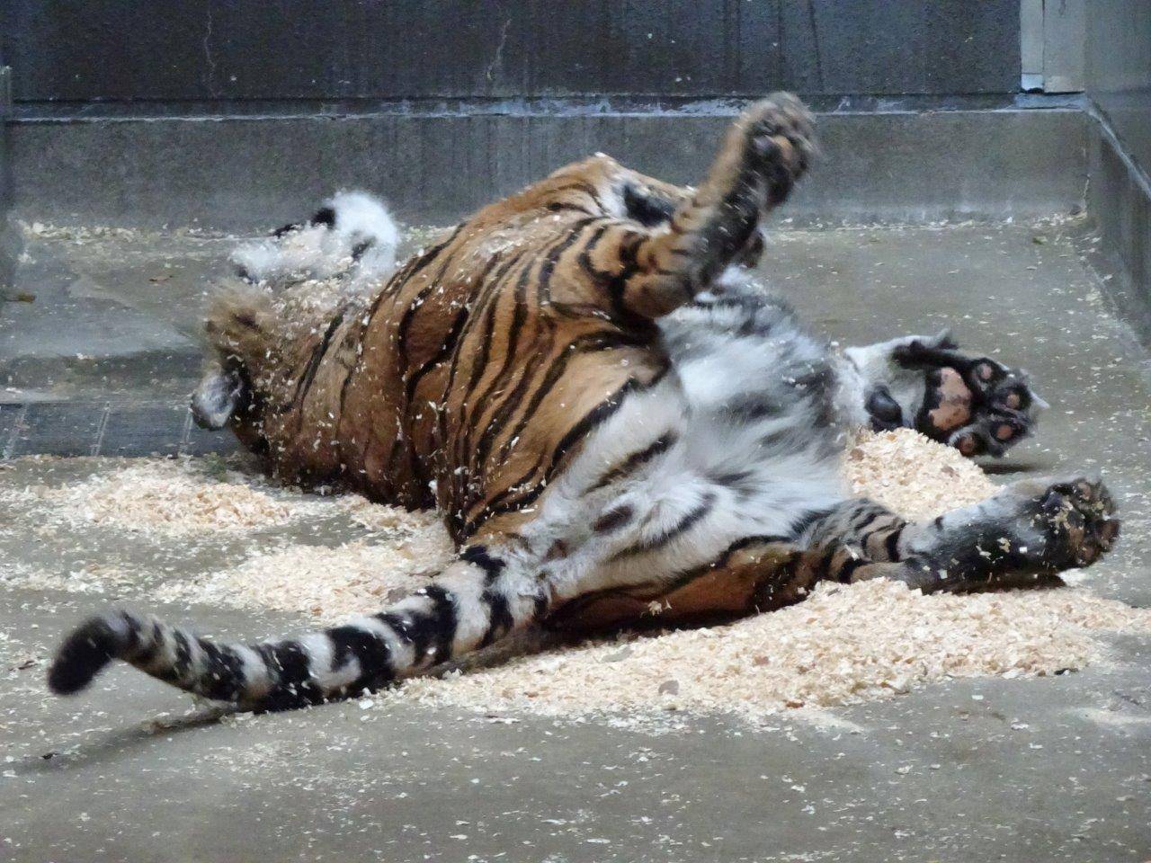 チップの上でゴロゴロするデル