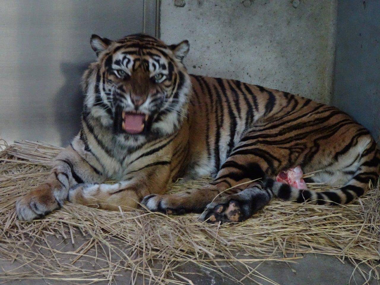 オッパイの位置に大腿骨を置いて休むデル②