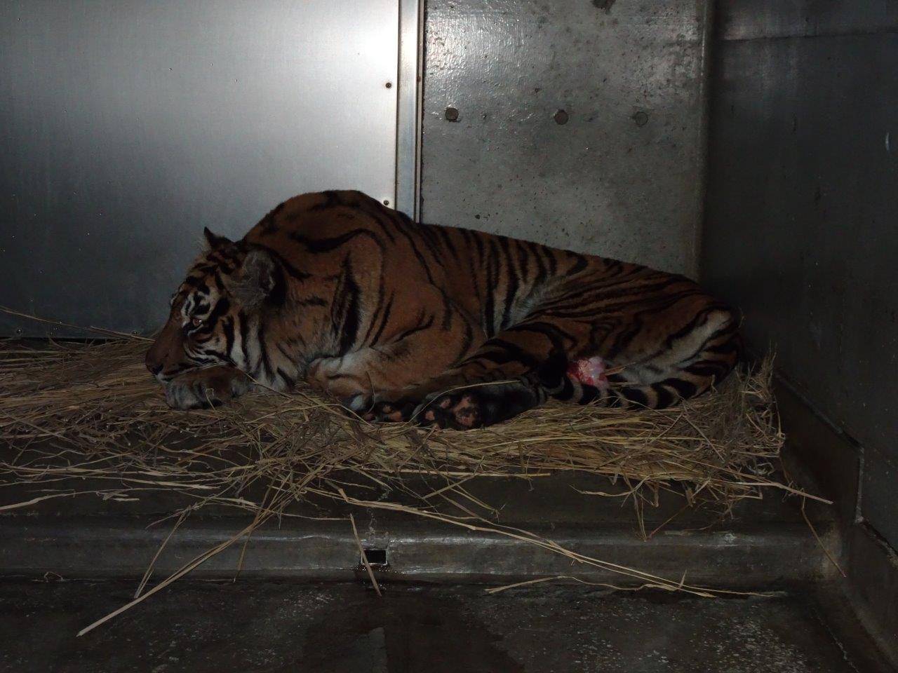 オッパイの位置に大腿骨を置いて休むデル①