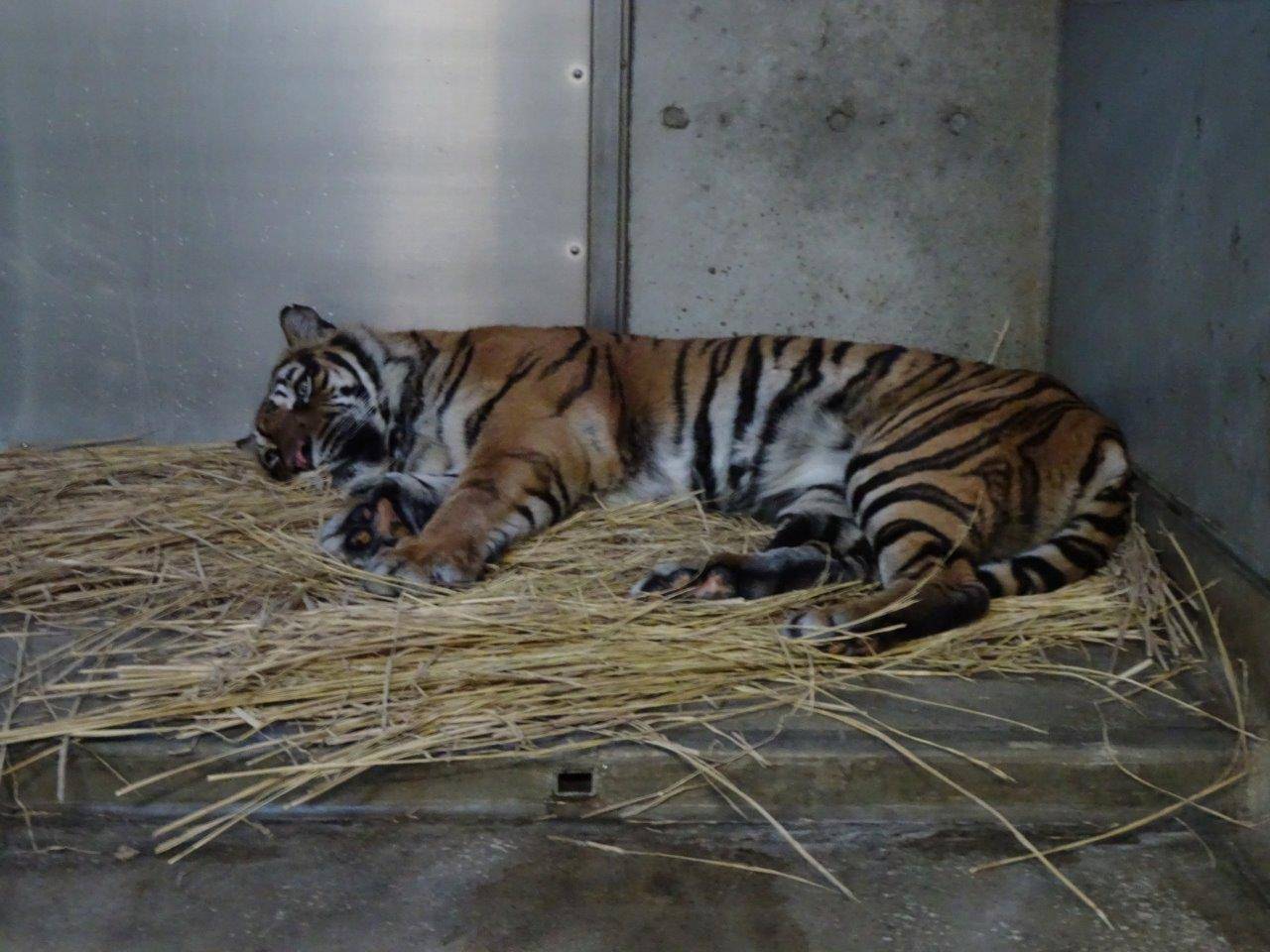 藁上で横臥して休むデル