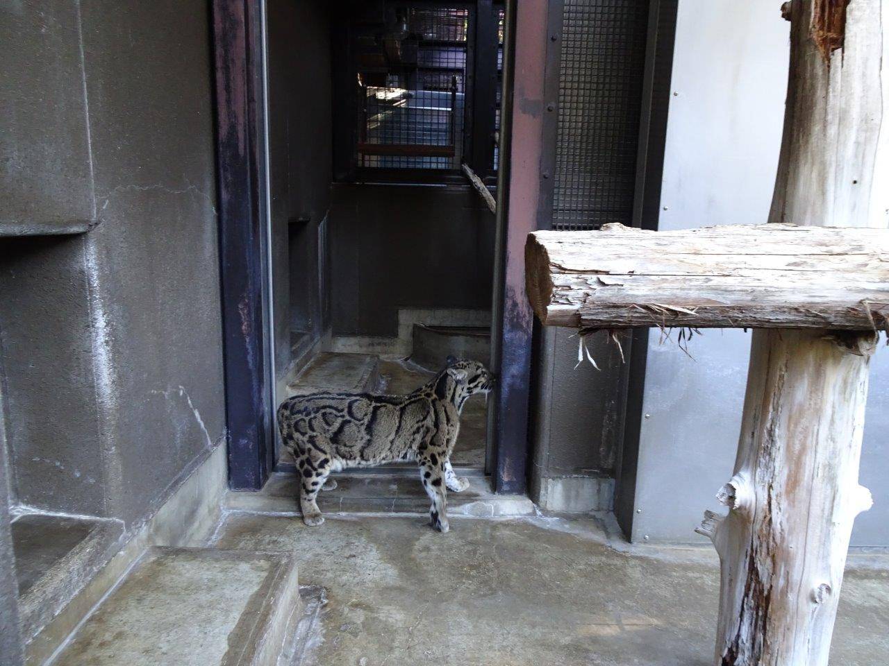 色々と匂いを嗅ぐブー