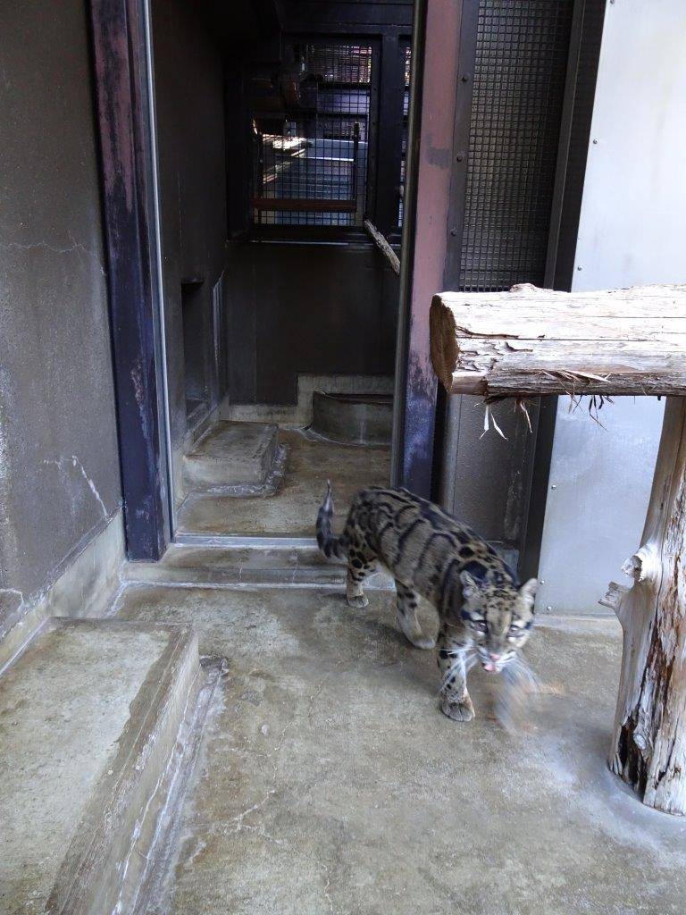 アニルのサブに来たブー