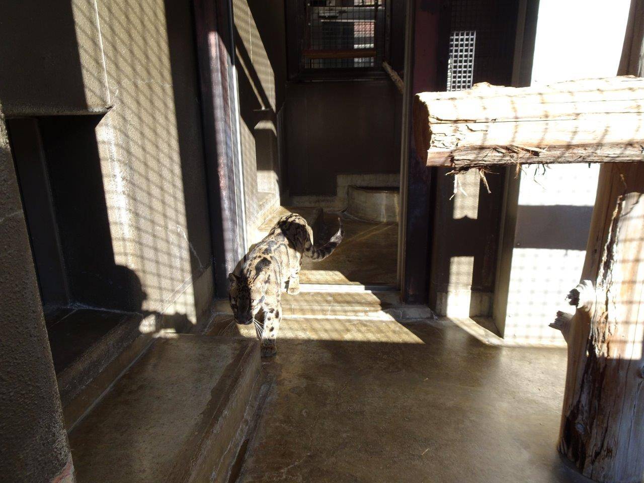 境界を越えて、アニルのサブに入るブー