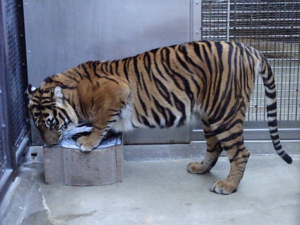 遊具に襲い掛かるムジュ④