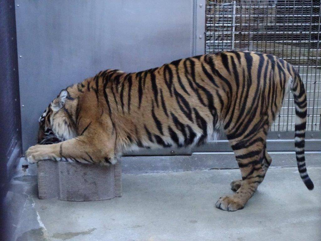 遊具に襲い掛かるムジュ⑤