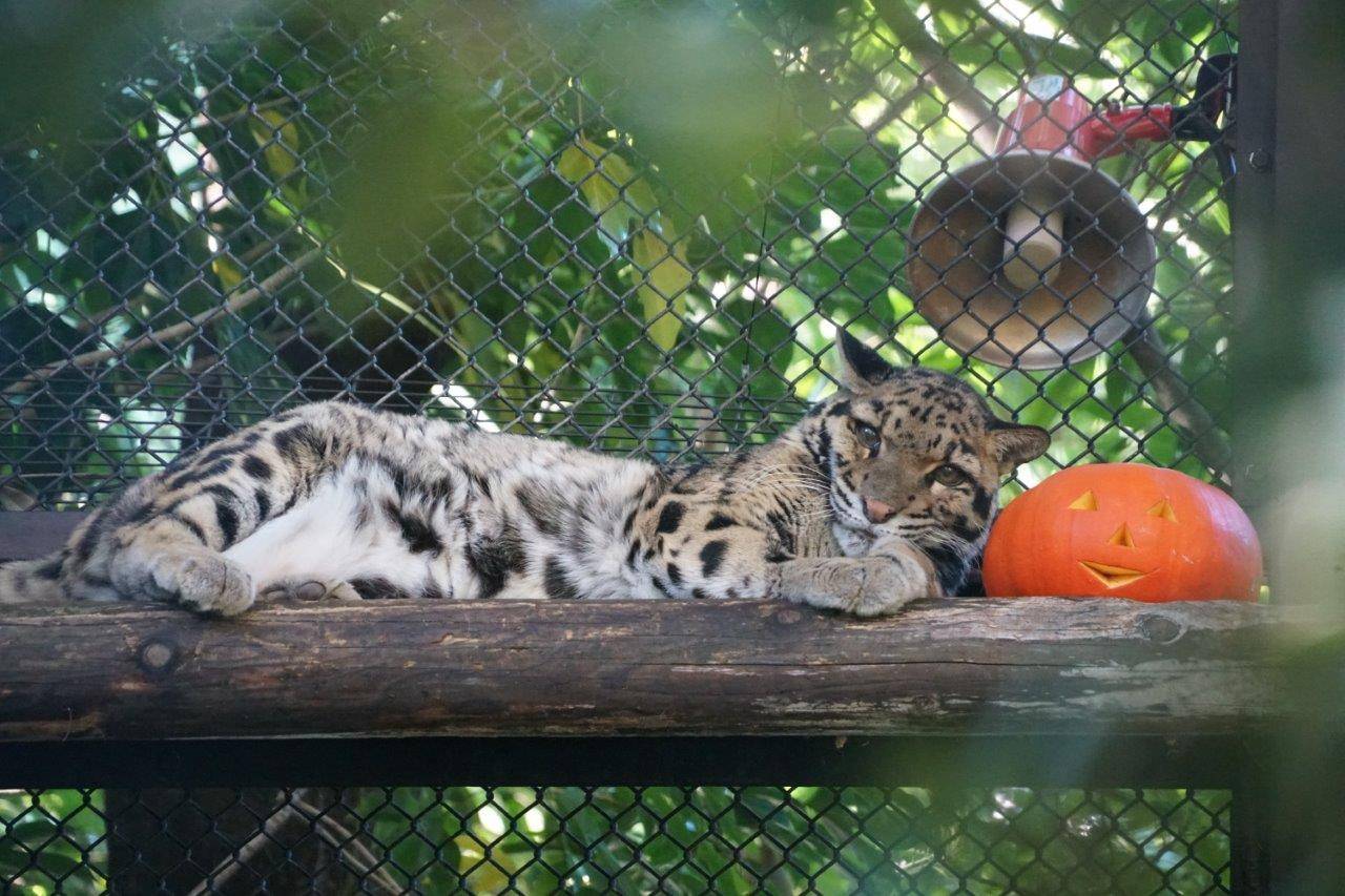 ハロウィンカボチャにもたれ掛かるように休むアニル-1