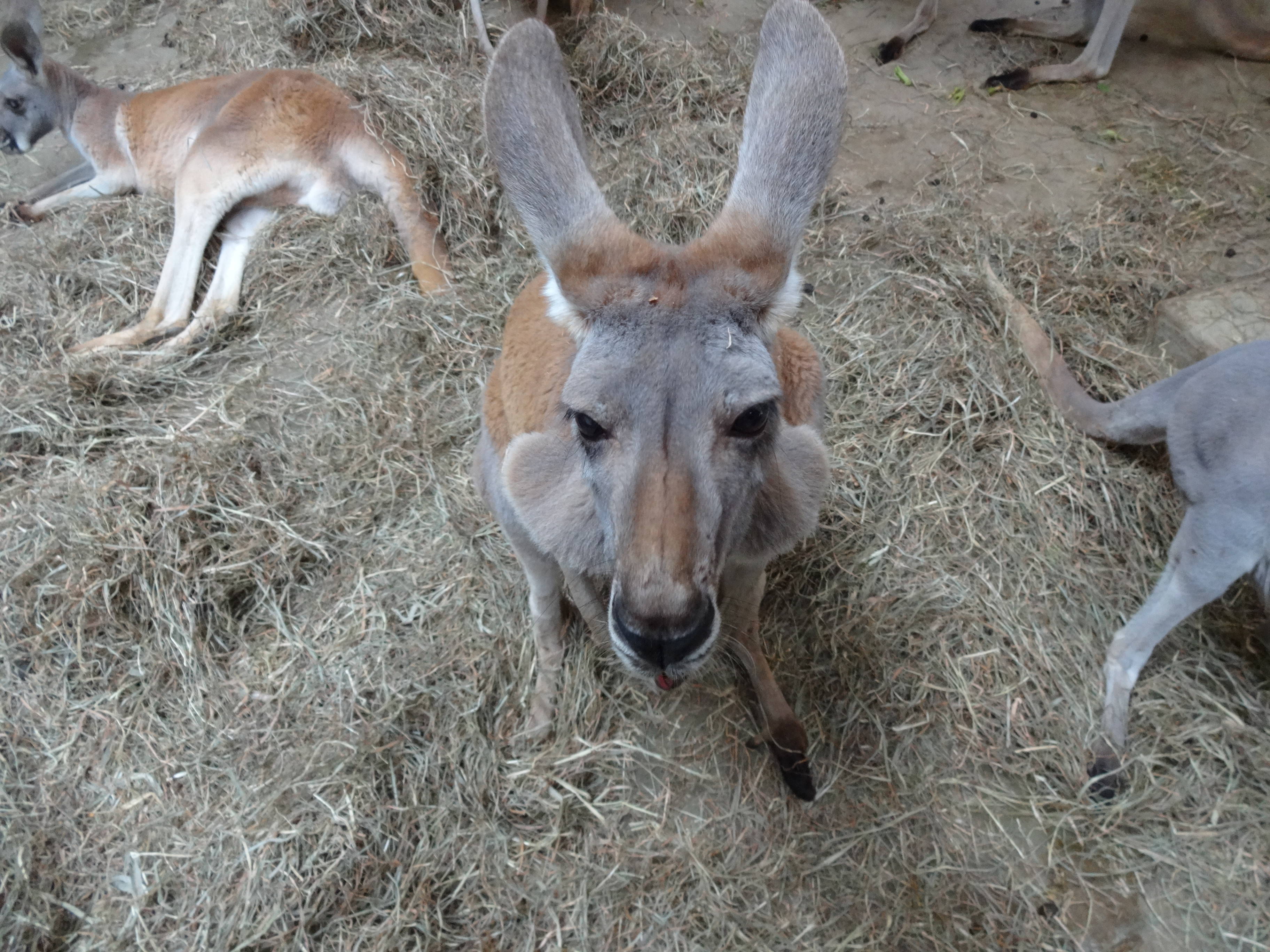 ズーラシアのアカカンガルーたち 飼育日誌 よこはま動物園ズーラシア公式サイト 公益財団法人 横浜市緑の協会