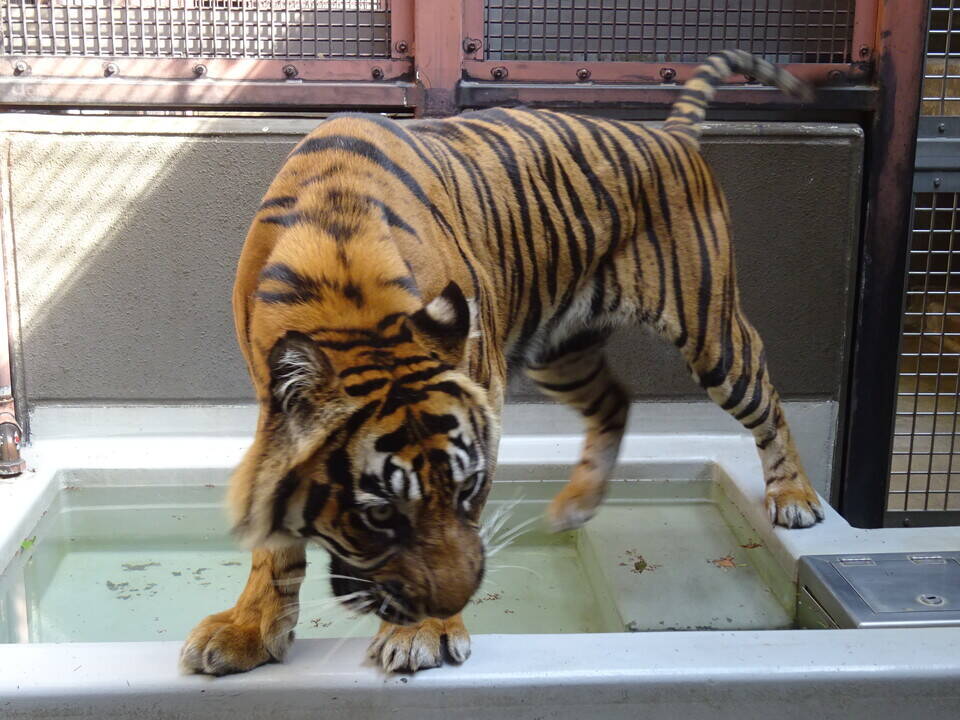 ムジュ、頑張って！！|すまとらとら｜ブログ|よこはま動物園
