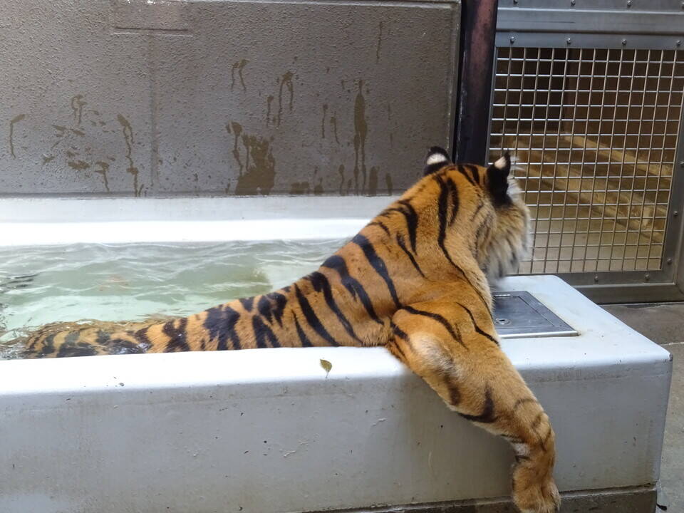 な*な様 虎 トラ 猫 残響 ムラサキ 原画 1点物 (2024年11月) GEOARTWORKS🐉ドラけもX11/1-7召喚士様募集🐯11/22-24美しき野生