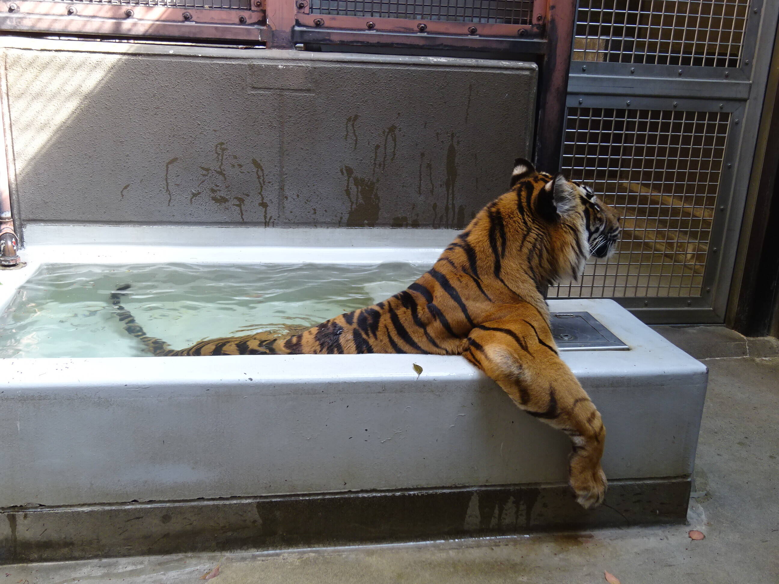 ムジュ、頑張って！！|すまとらとら｜ブログ|よこはま動物園