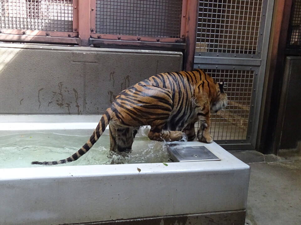 ムジュ、頑張って！！|すまとらとら｜ブログ|よこはま動物園