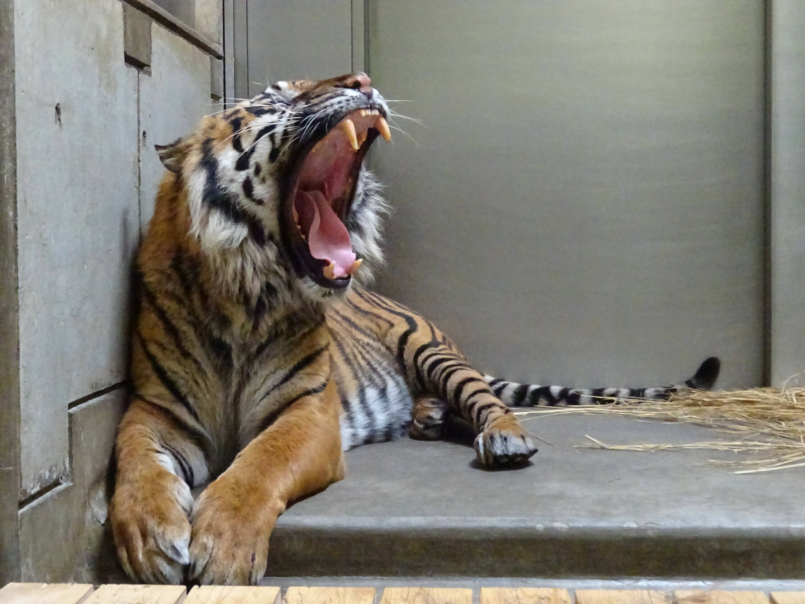 お好きな場所で すまとらとらブログ よこはま動物園ズーラシア公式サイト 公益財団法人 横浜市緑の協会