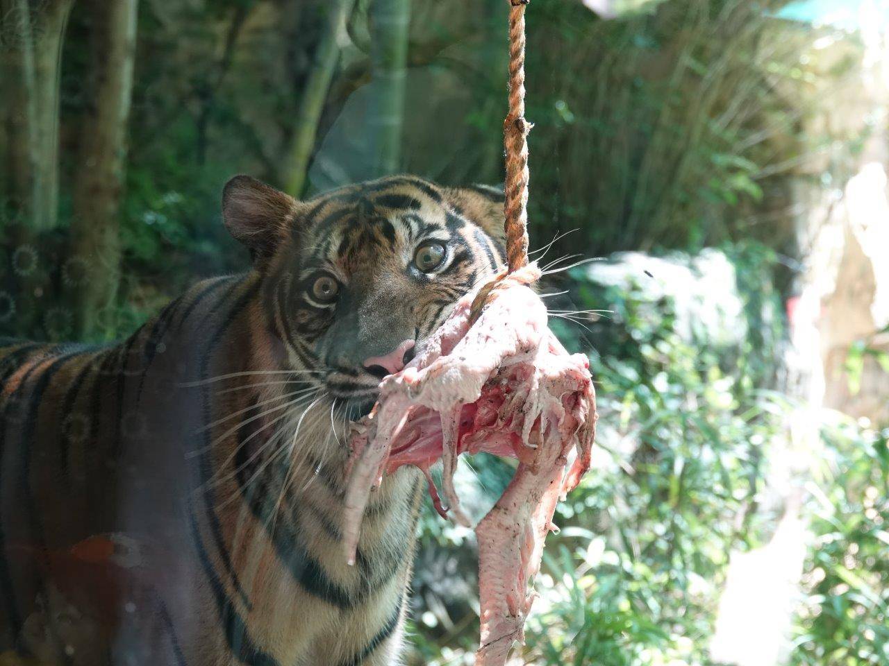 クールダウンした後に、再びターキーを齧るムジュ