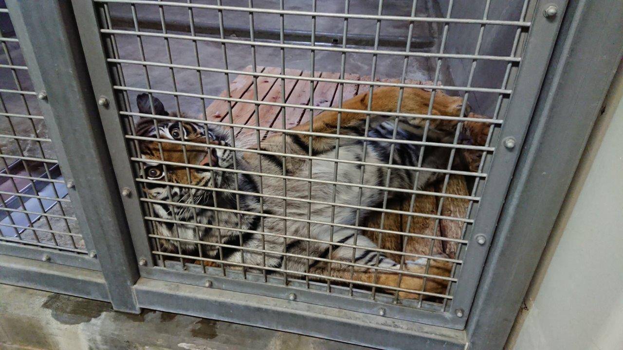 スノコ上でゴロンとするラウト①