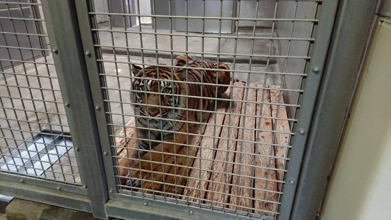 スノコ上で休むラウト