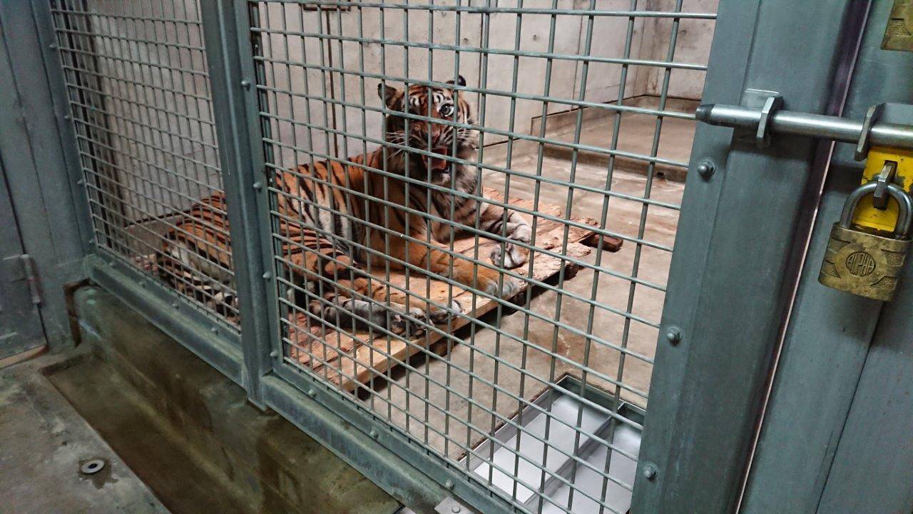 スノコ上で休むデル