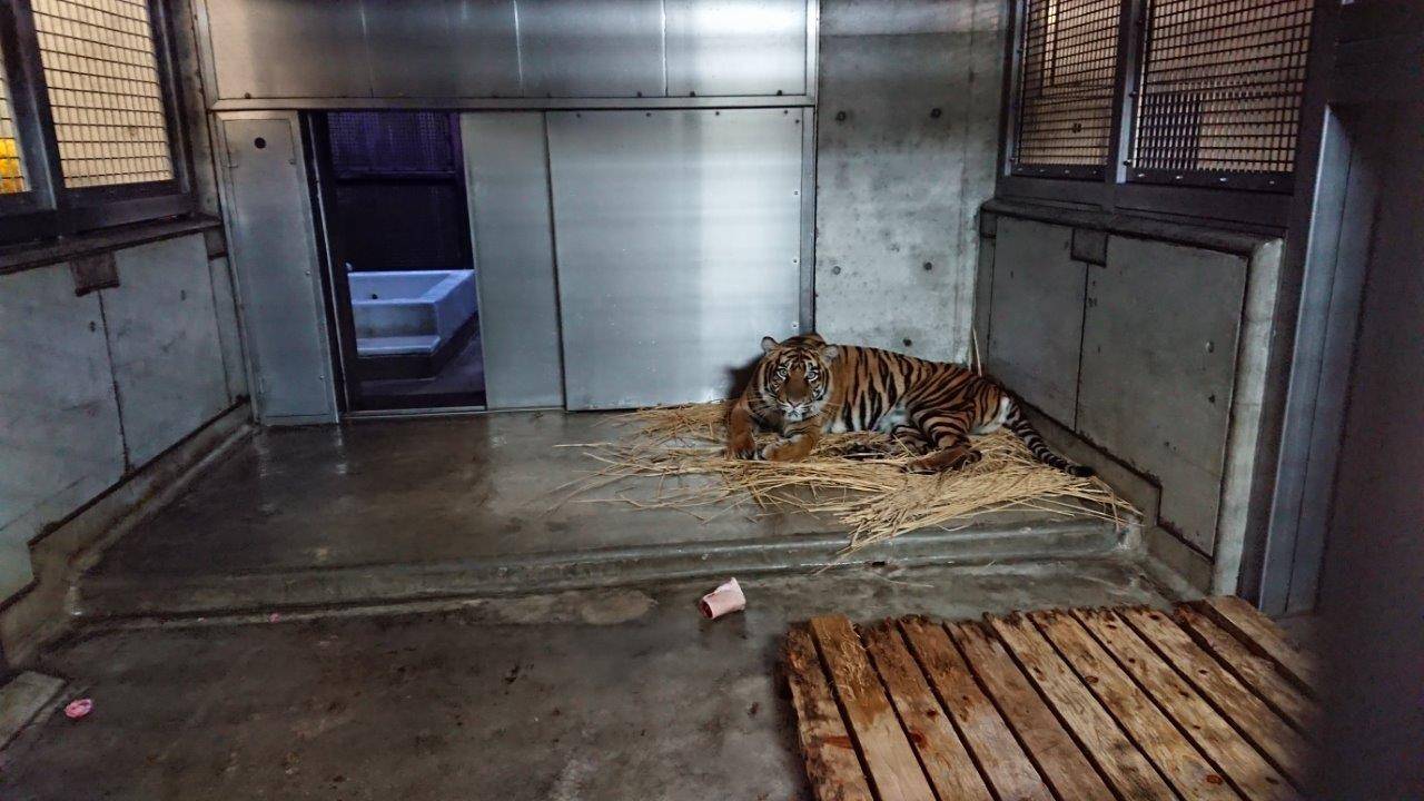 藁上で休んでいるムジュ