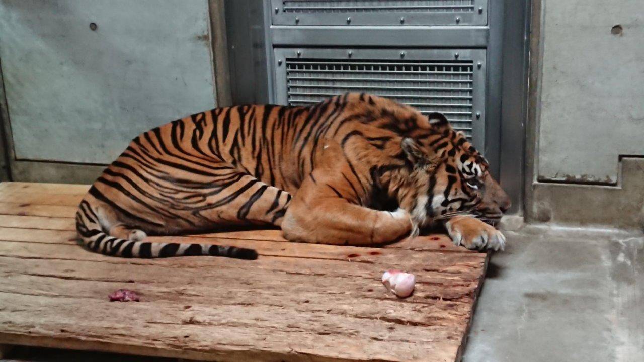 スノコ上で休むガンター②