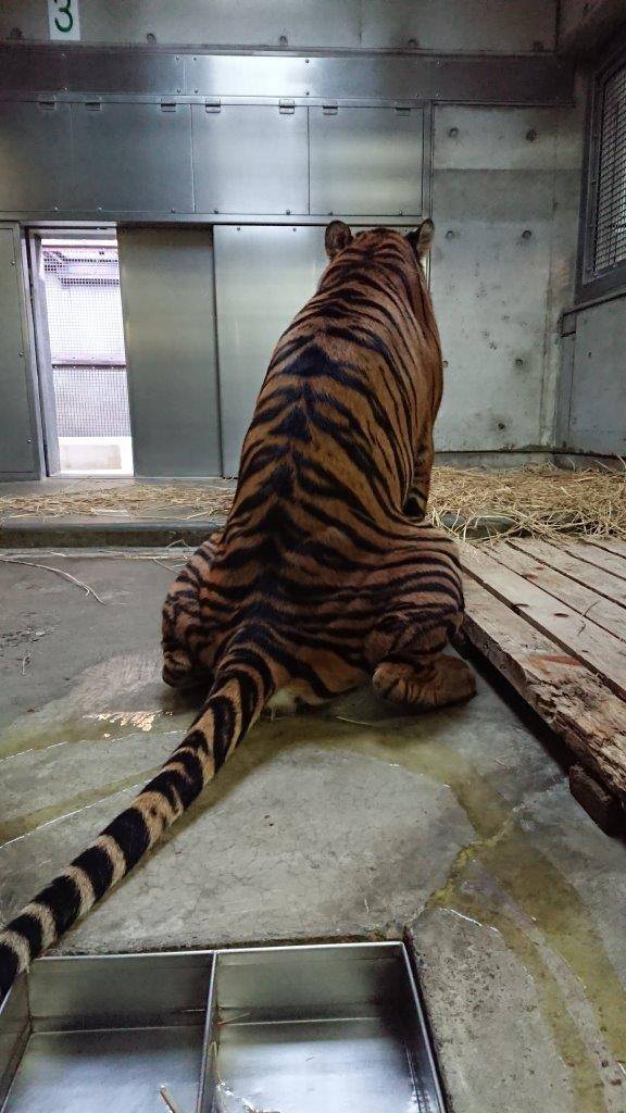 排尿中のムジュ